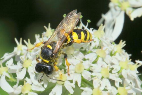 Réf. 288 199 : Crabro cribrarius